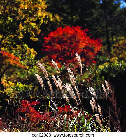 reed, fall, autumn view, autumn scenery, autumn mountain, day, autumn View Large Photo Image Stock Image - reed, fall, autumn view, autumn scenery, autumn mountain, day, autumn. Fotosearch