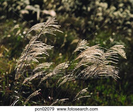 reed, fall, autumn view, autumn scenery, autumn mountain, wood of reeds, autumn View Large Photo Image Stock Photo - reed, fall, autumn view, autumn scenery, autumn mountain, wood of reeds, autumn. Fotosearch