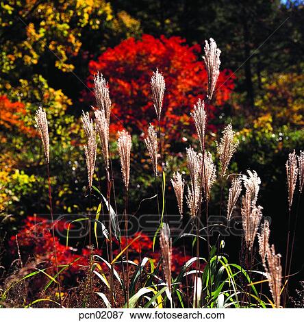 reed, fall, autumn view, autumn scenery, autumn mountain, day, autumn View Large Photo Image Stock Photo - reed, fall, autumn view, autumn scenery, autumn mountain, day, autumn. Fotosearch