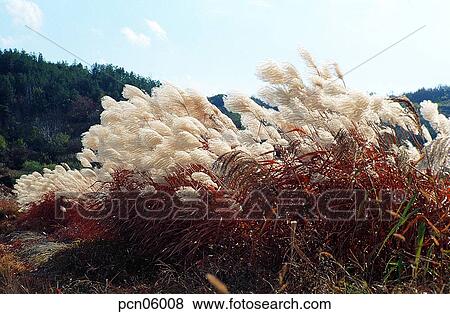 reed, fall, autumn view, autumn scenery, autumn mountain, wood of reeds, autumn View Large Photo Image Stock Photo - reed, fall, autumn view, autumn scenery, autumn mountain, wood of reeds, autumn. Fotosearch