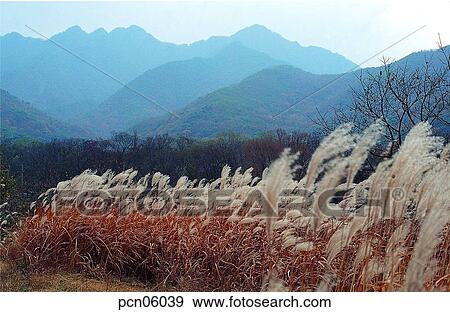 reed, fall, autumn view, autumn scenery, autumn mountain, wood of reeds, autumn View Large Photo Image Stock Photo - reed, fall, autumn view, autumn scenery, autumn mountain, wood of reeds, autumn. Fotosearch