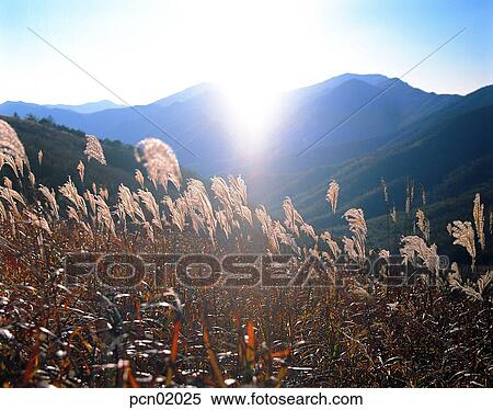 reed, fall, autumn view, autumn scenery, autumn mountain, wood of reeds, autumn View Large Photo Image Stock Photography - reed, fall, autumn view, autumn scenery, autumn mountain, wood of reeds, autumn. Fotosearch
