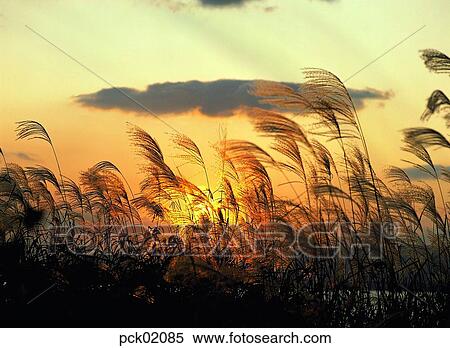 Stock Photography - reed, wood of reeds, cloud, red sky, sunset, sunrise. Fotosearch