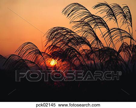 reed, wood of reeds, cloud, red sky, sunset, sunrise View Large Photo Image Stock Photography - reed, wood of reeds, cloud, red sky, sunset, sunrise. Fotosearch