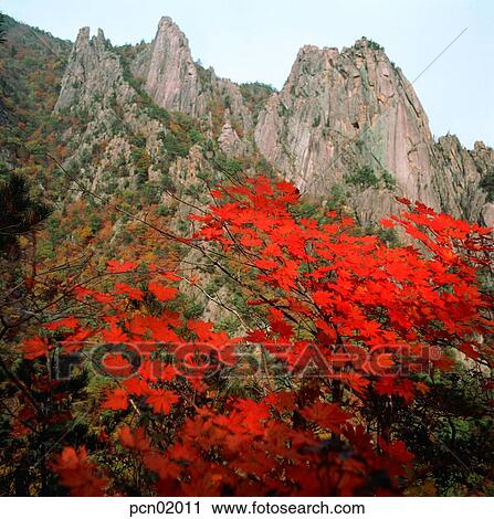 scene, fall, autumn view, autumn scenery, autumn mountain, scenery, autumn View Large Photo Image Stock Image - scene, fall, autumn view, autumn scenery, autumn mountain, scenery, autumn. Fotosearch