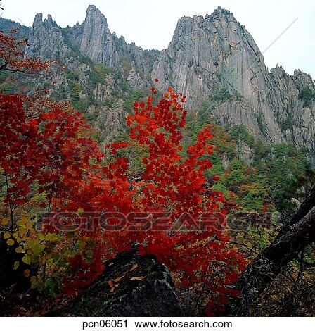 scene, fall, autumn view, autumn scenery, autumn mountain, scenery, autumn View Large Photo Image Stock Image - scene, fall, autumn view, autumn scenery, autumn mountain, scenery, autumn. Fotosearch