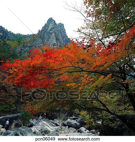 scene, fall, autumn view, autumn scenery, autumn mountain, scenery, autumn View Large Photo Image Stock Photo - scene, fall, autumn view, autumn scenery, autumn mountain, scenery, autumn. Fotosearch