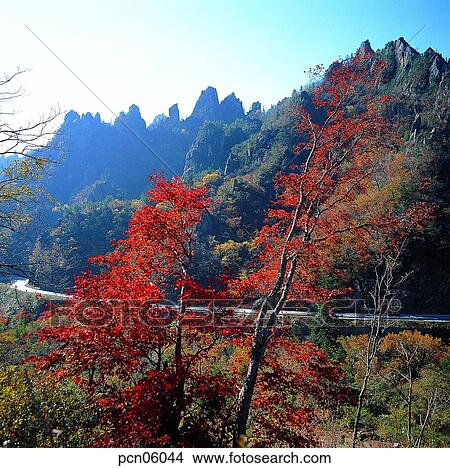 street, fall, view, scenery, scene, way, autumn View Large Photo Image Picture - street, fall, view, scenery, scene, way, autumn. Fotosearch