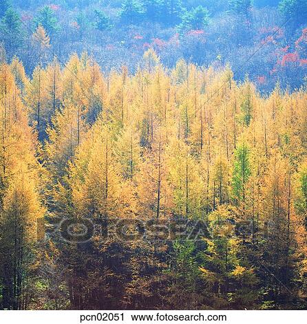 Stock Image - tight, tree, maple, maple, day, autumn mountain. Fotosearch