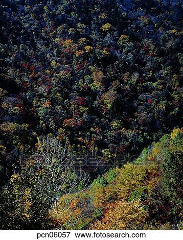 tight, tree, maple, maple, day, autumn mountain View Large Photo Image Stock Photo - tight, tree, maple, maple, day, autumn mountain. Fotosearch