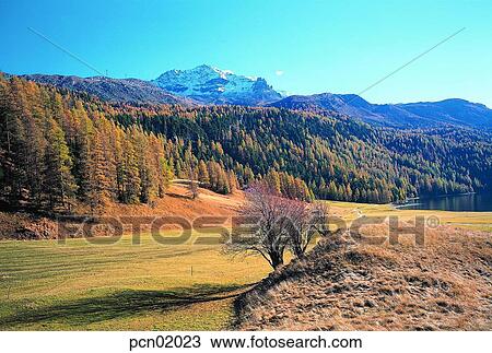 tree, day, field, plain, permanent snow, mountain View Large Photo Image Stock Image - tree, day, field, plain, permanent snow, mountain. Fotosearch