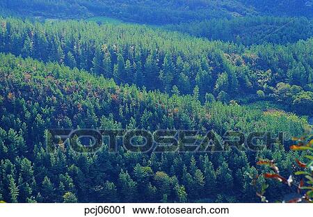 tree, day, tight, mountain, forest, woodland View Large Photo Image Stock Image - tree, day, tight, mountain, forest, woodland. Fotosearch