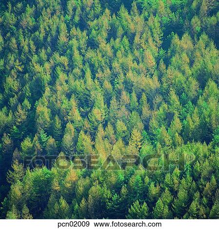 tree, day, tight, mountain, forest, woodland View Large Photo Image Stock Photo - tree, day, tight, mountain, forest, woodland. Fotosearch
