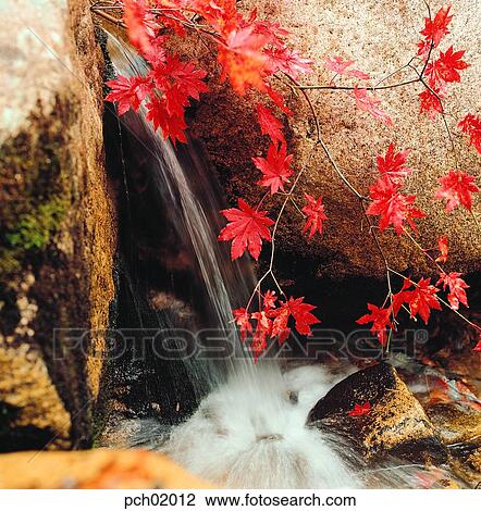 Stock Image - valley, maple, maple tree, nature, landscape, autumn, mountain. Fotosearch