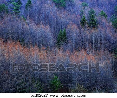 winter, winter mountain, scenery of winter, view of winter, tree, day, branch View Large Photo Image Stock Photo - winter, winter mountain, scenery of winter, view of winter, tree, day, branch. Fotosearch