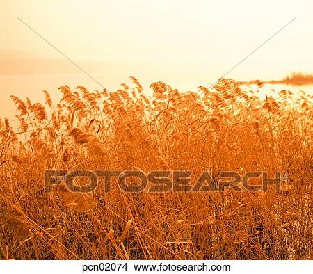 wood of reeds, fall, reed, autumn view, autumn scenery, river, autumn View Large Photo Image Picture - wood of reeds, fall, reed, autumn view, autumn scenery, river, autumn. Fotosearch