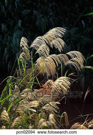 wood of reeds, fall, reed, autumn view, autumn scenery, day, autumn View Large Photo Image Picture - wood of reeds, fall, reed, autumn view, autumn scenery, day, autumn. Fotosearch