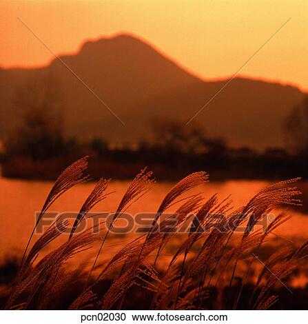 wood of reeds, fall, reed, autumn view, autumn scenery, river, autumn View Large Photo Image Stock Image - wood of reeds, fall, reed, autumn view, autumn scenery, river, autumn. Fotosearch