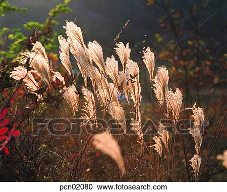 wood of reeds, fall, reed, autumn view, autumn scenery, day, autumn View Large Photo Image Stock Image - wood of reeds, fall, reed, autumn view, autumn scenery, day, autumn. Fotosearch