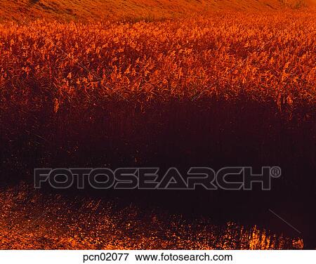 Stock Photo - wood of reeds, fall, reed, autumn view, autumn scenery, stock, autumn. Fotosearch