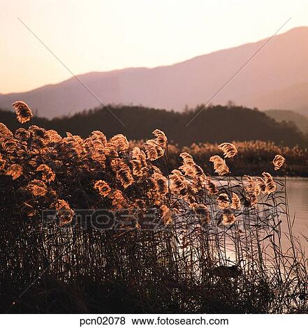 wood of reeds, fall, reed, autumn view, autumn scenery, river, autumn View Large Photo Image Stock Photo - wood of reeds, fall, reed, autumn view, autumn scenery, river, autumn. Fotosearch