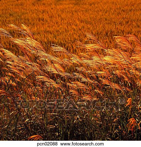 wood of reeds, fall, reed, autumn view, autumn scenery, stock, autumn View Large Photo Image Stock Photo - wood of reeds, fall, reed, autumn view, autumn scenery, stock, autumn. Fotosearch