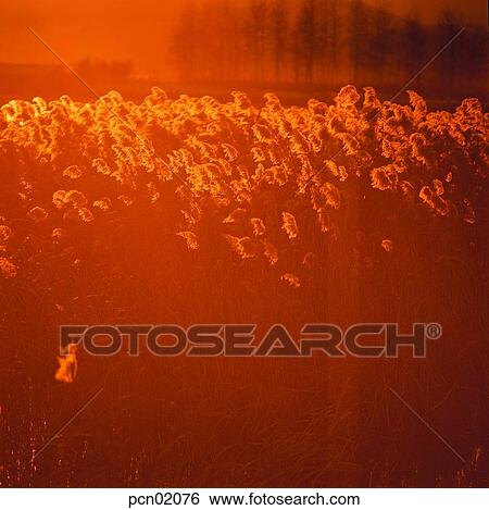 wood of reeds, fall, reed, autumn view, autumn scenery, stock, autumn View Large Photo Image Stock Photograph - wood of reeds, fall, reed, autumn view, autumn scenery, stock, autumn. Fotosearch