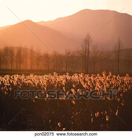 wood of reeds, fall, reed, autumn view, autumn scenery, stock, autumn View Large Photo Image Stock Photography - wood of reeds, fall, reed, autumn view, autumn scenery, stock, autumn. Fotosearch