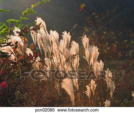 Stock Photography - wood of reeds, fall, reed, autumn view, autumn scenery, day, autumn. Fotosearch