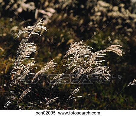 wood of reeds, fall, reed, autumn view, autumn scenery, day, autumn View Large Photo Image Stock Photography - wood of reeds, fall, reed, autumn view, autumn scenery, day, autumn. Fotosearch