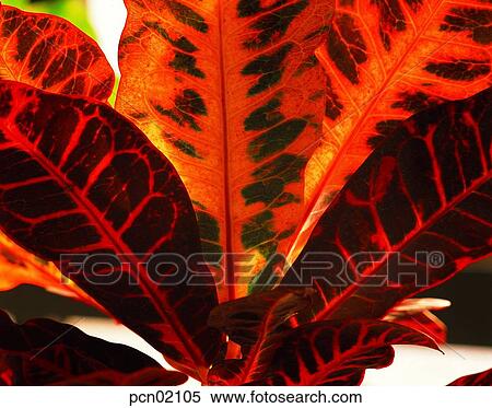 群葉 植物 日 かえで 赤い葉 植物 屋内 ストックフォト 写真素材 Pcn Fotosearch