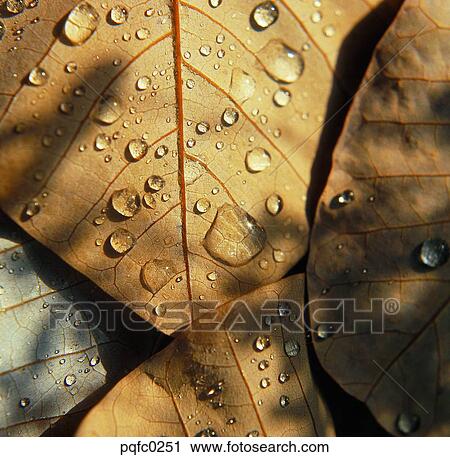 Stock Image - back, fall, day, fallen leaves, leaf, back side, autumn. Fotosearch