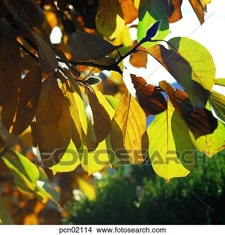 branch, fall, tree, autumn view, autumn scenery, twig, autumn View Large Photo Image Picture - branch, fall, tree, autumn view, autumn scenery, twig, autumn. Fotosearch