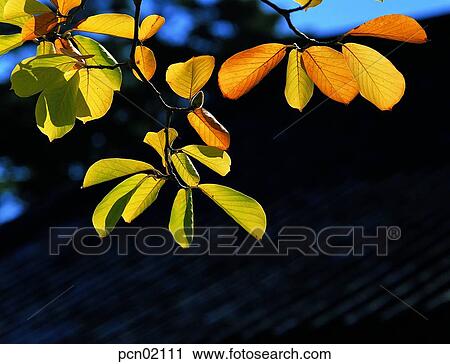 branch, fall, tree, autumn view, autumn scenery, twig, autumn View Large Photo Image Stock Image - branch, fall, tree, autumn view, autumn scenery, twig, autumn. Fotosearch