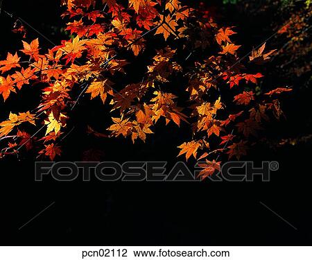 branch, fall, tree, autumn view, autumn scenery, twig, autumn View Large Photo Image Stock Image - branch, fall, tree, autumn view, autumn scenery, twig, autumn. Fotosearch