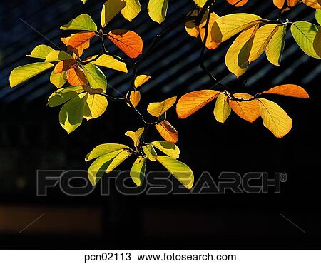 branch, fall, tree, autumn view, autumn scenery, twig, autumn View Large Photo Image Stock Image - branch, fall, tree, autumn view, autumn scenery, twig, autumn. Fotosearch