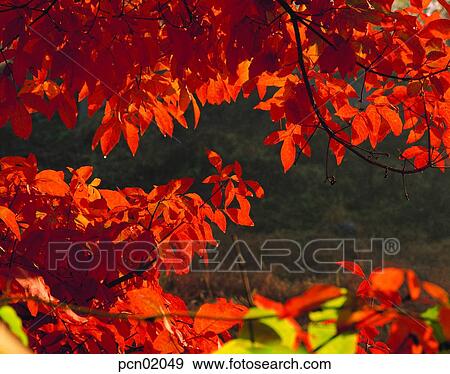 branch, fall, tree, autumn view, autumn scenery, twig, autumn View Large Photo Image Stock Photo - branch, fall, tree, autumn view, autumn scenery, twig, autumn. Fotosearch