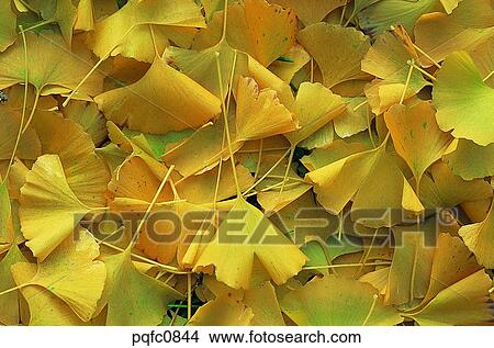 day, fall, heap of fallen leaves, fallen leaves, leaf, yellow, autumn View Large Photo Image Picture - day, fall, heap of fallen leaves, fallen leaves, leaf, yellow, autumn. Fotosearch