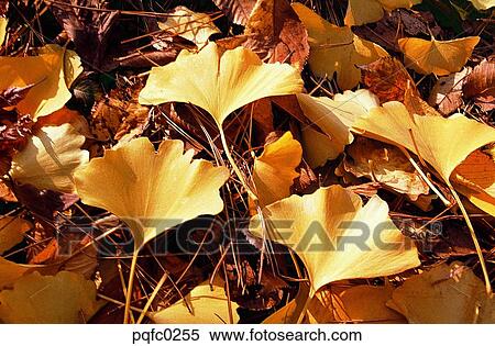 day, fall, heap of fallen leaves, fallen leaves, leaf, yellow, autumn View Large Photo Image Stock Photography - day, fall, heap of fallen leaves, fallen leaves, leaf, yellow, autumn. Fotosearch