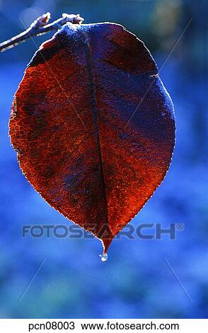 day, fall, leaf, twig, branch, late autumn, autumn View Large Photo Image Stock Image - day, fall, leaf, twig, branch, late autumn, autumn. Fotosearch