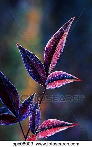 day, fall, leaf, twig, branch, late autumn, autumn View Large Photo Image Stock Image - day, fall, leaf, twig, branch, late autumn, autumn. Fotosearch