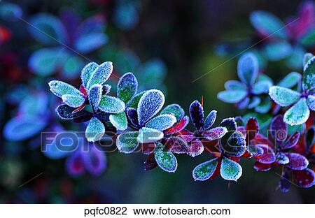 day, fall, leaf, twig, branch, late autumn, autumn View Large Photo Image Stock Image - day, fall, leaf, twig, branch, late autumn, autumn. Fotosearch