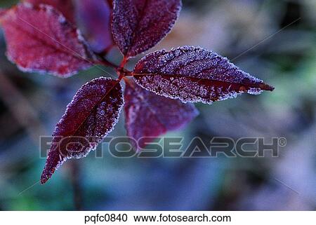 day, fall, leaf, twig, branch, late autumn, autumn View Large Photo Image Stock Image - day, fall, leaf, twig, branch, late autumn, autumn. Fotosearch