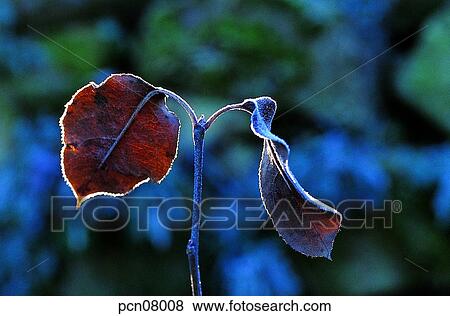 day, fall, leaf, twig, branch, late autumn, autumn View Large Photo Image Stock Photo - day, fall, leaf, twig, branch, late autumn, autumn. Fotosearch