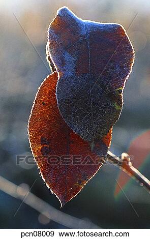 Stock Photo - day, fall, leaf, twig, branch, late autumn, autumn. Fotosearch