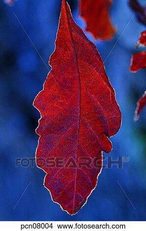 Picture - day, fall, leaf, twig, branch, maple, autumn. Fotosearch