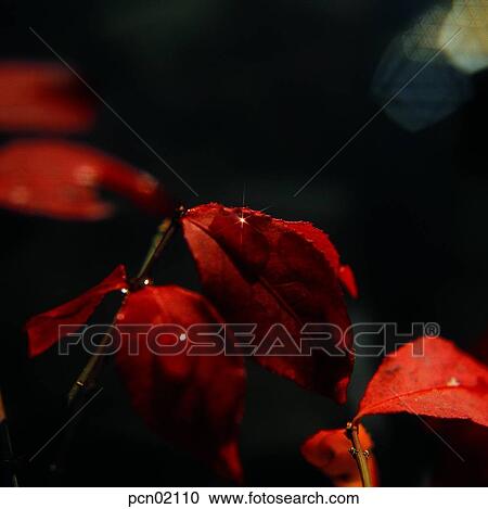 day, fall, leaf, twig, branch, maple, autumn View Large Photo Image Stock Image - day, fall, leaf, twig, branch, maple, autumn. Fotosearch