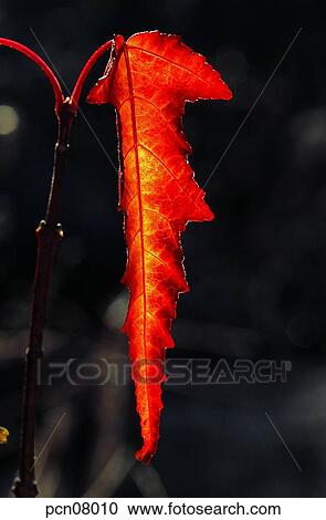 day, fall, leaf, twig, branch, maple, autumn View Large Photo Image Stock Image - day, fall, leaf, twig, branch, maple, autumn. Fotosearch
