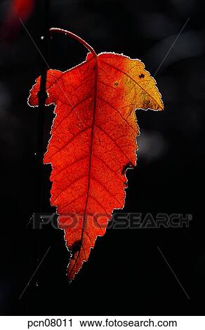 Stock Image - day, fall, leaf, twig, branch, maple, autumn. Fotosearch