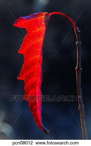 day, fall, leaf, twig, branch, maple, autumn View Large Photo Image Stock Image - day, fall, leaf, twig, branch, maple, autumn. Fotosearch